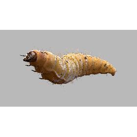 Maggot (Fur) (Rigged) 3D